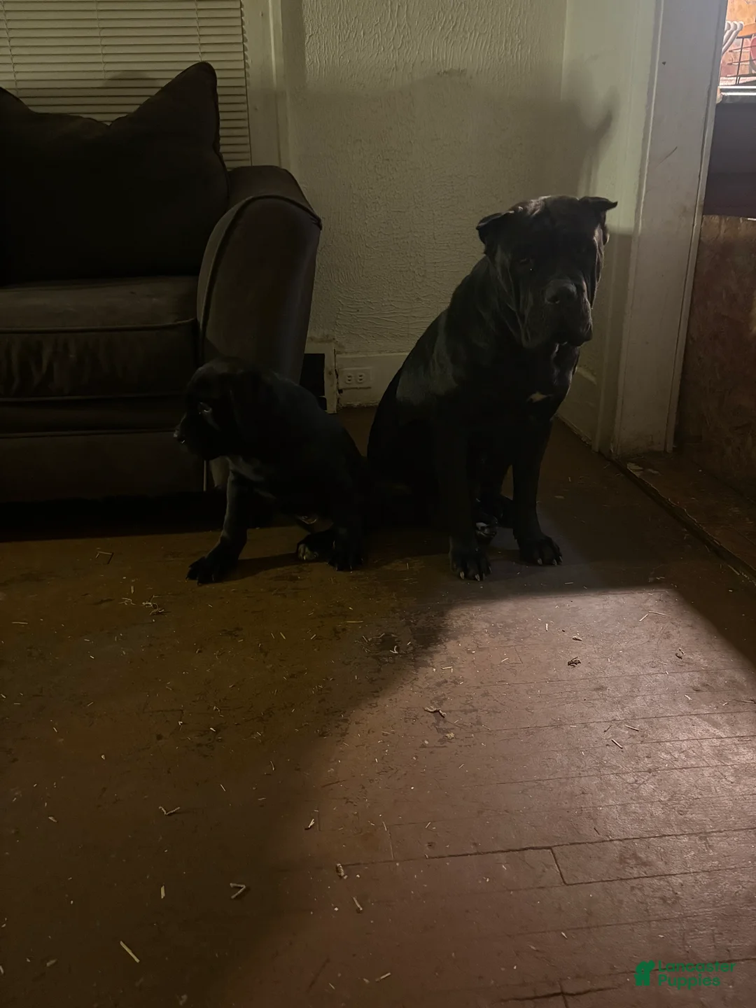 Cane Corso dogs for sale: Cane Corso Puppy 2 - Ad 5