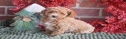 Toy Poodle dogs for sale: Rebecca - Ad 2