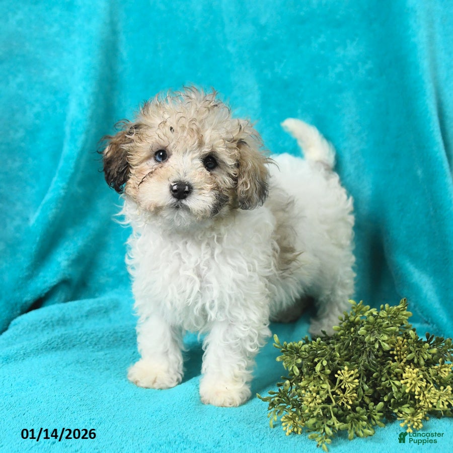 Miniature Poodle dogs Marty - Ad 16