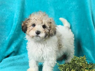 Miniature Poodle dogs for sale: Marty - Ad 2