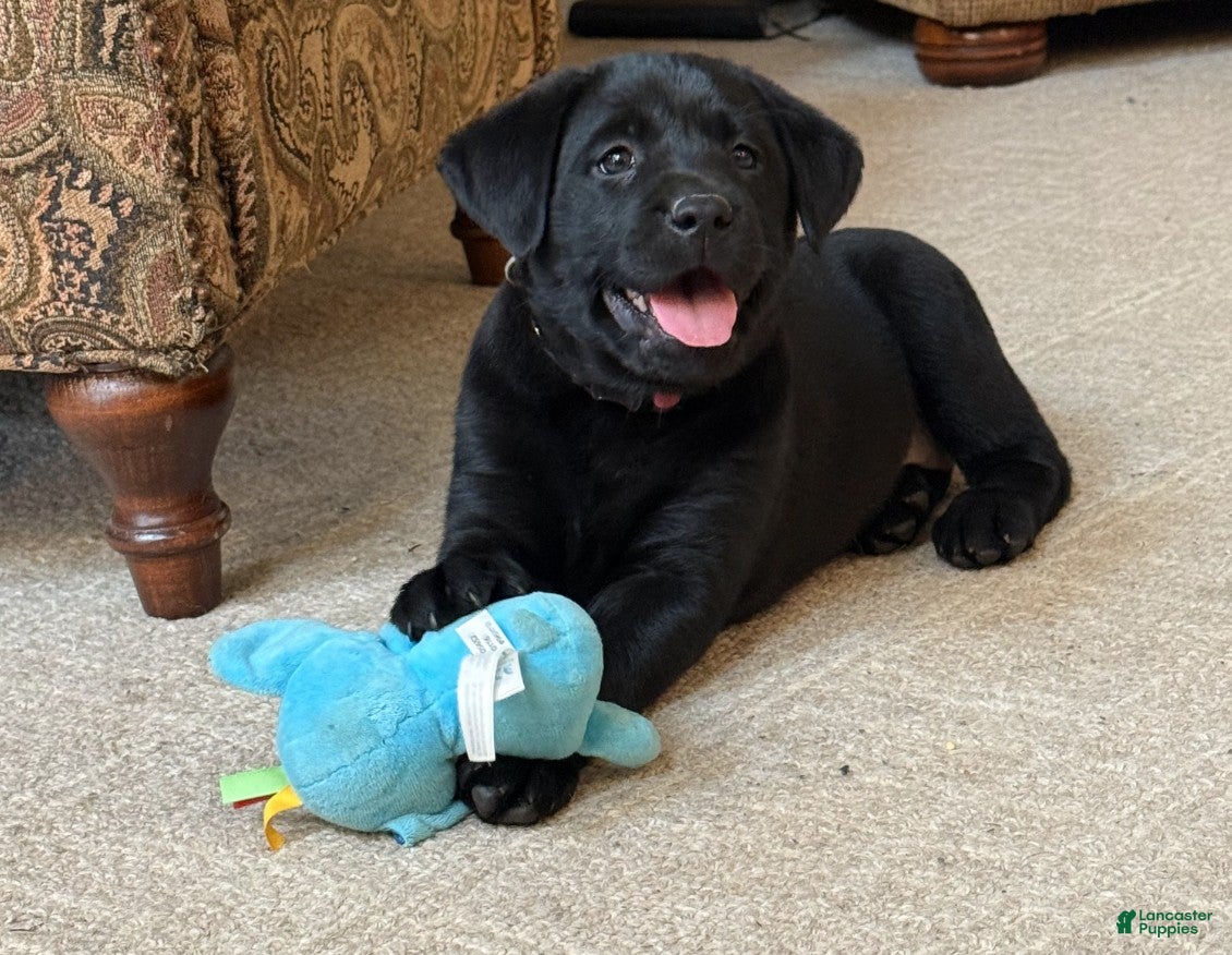 Labrador Retriever dogs Abby - Ad 1