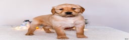 Golden Retriever dogs for sale: Jenny - Ad 2