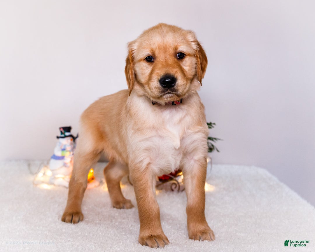 Golden Retriever dogs for sale: Jenny - Ad 2