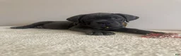 Cane Corso dogs for sale: Diamond  - Ad 7