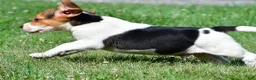 Beagle dogs for sale: Ronnie - Ad 10