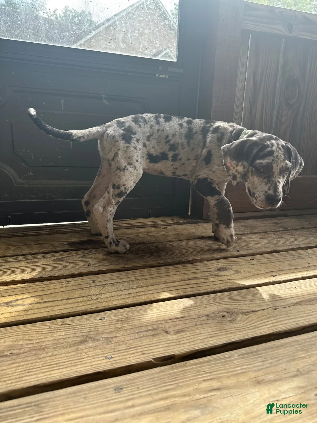 Great Dane dogs for sale: Blue Merle Girl - Ad 5