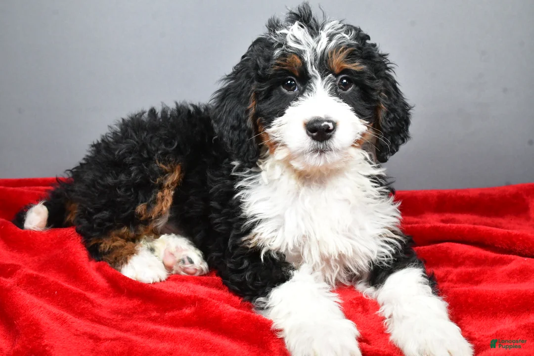Mini Bernedoodle dogs for sale: Echo - Ad 4