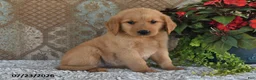 Golden Retriever dogs for sale: Echo - Ad 1