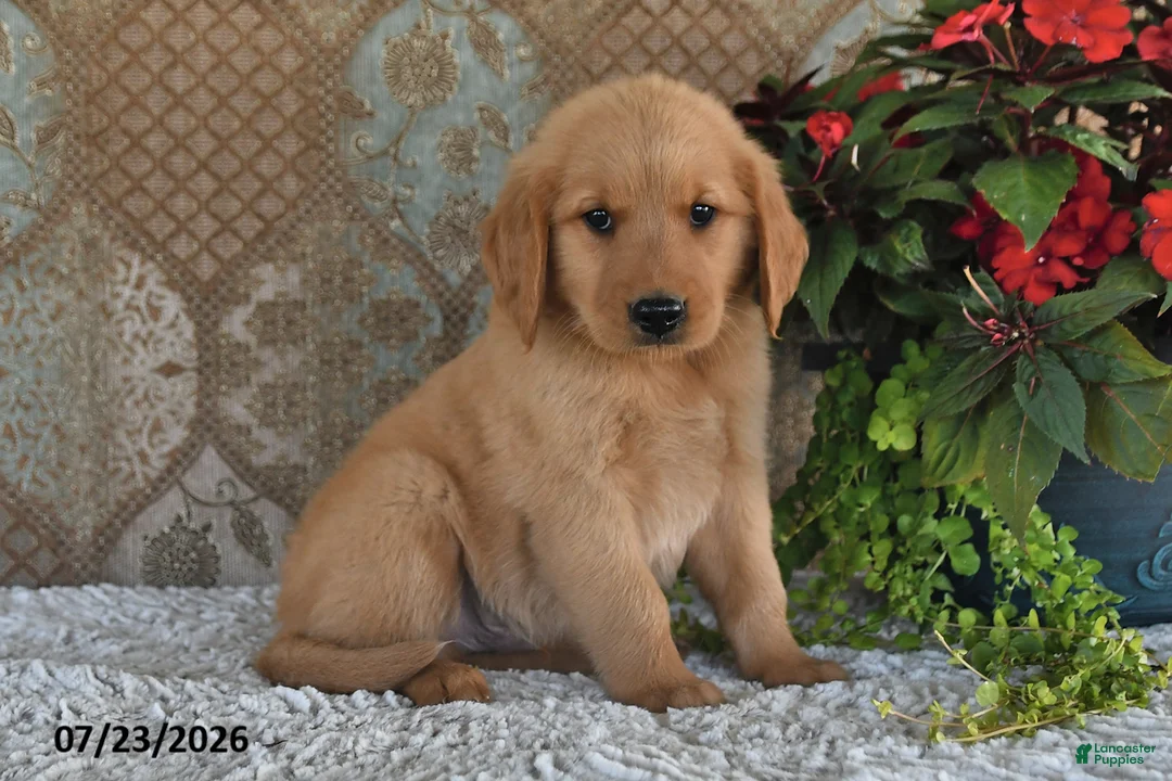 Golden Retriever dogs for sale: Echo - Ad 1