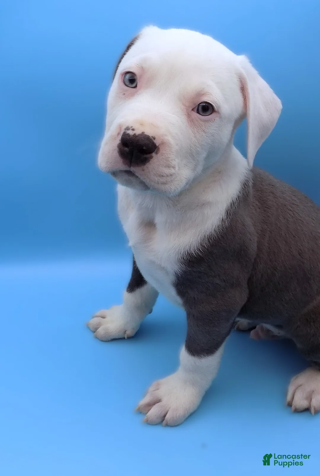 Mixed Breed dogs for sale: Mambo - Ad 4