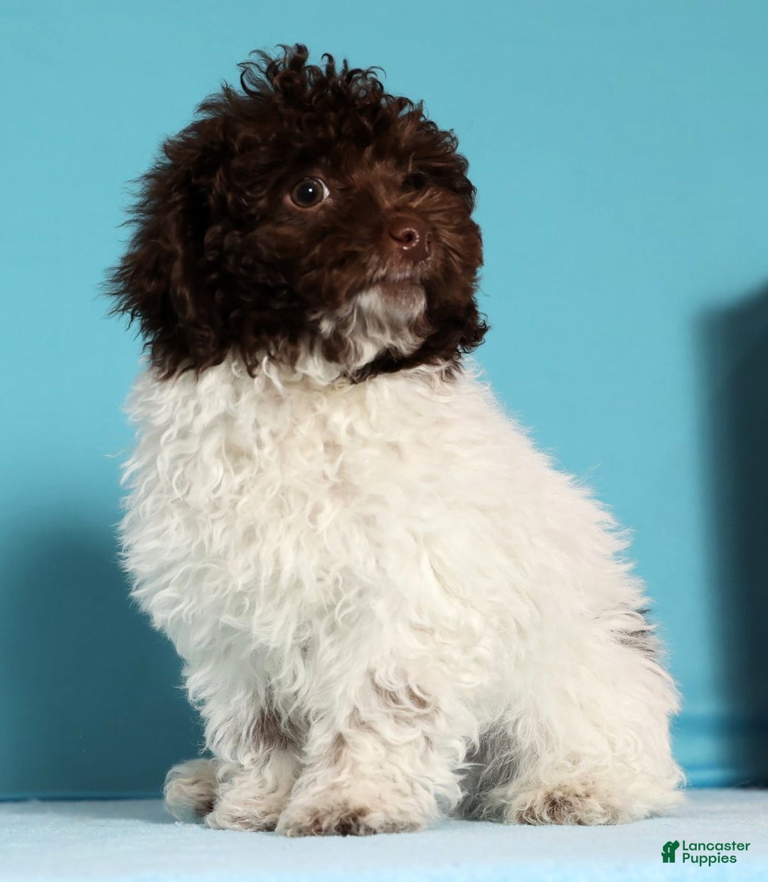 Miniature Poodle dogs for sale: Buddy - Ad 2
