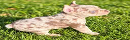 French Bulldog dogs for sale: Tonka - Ad 1
