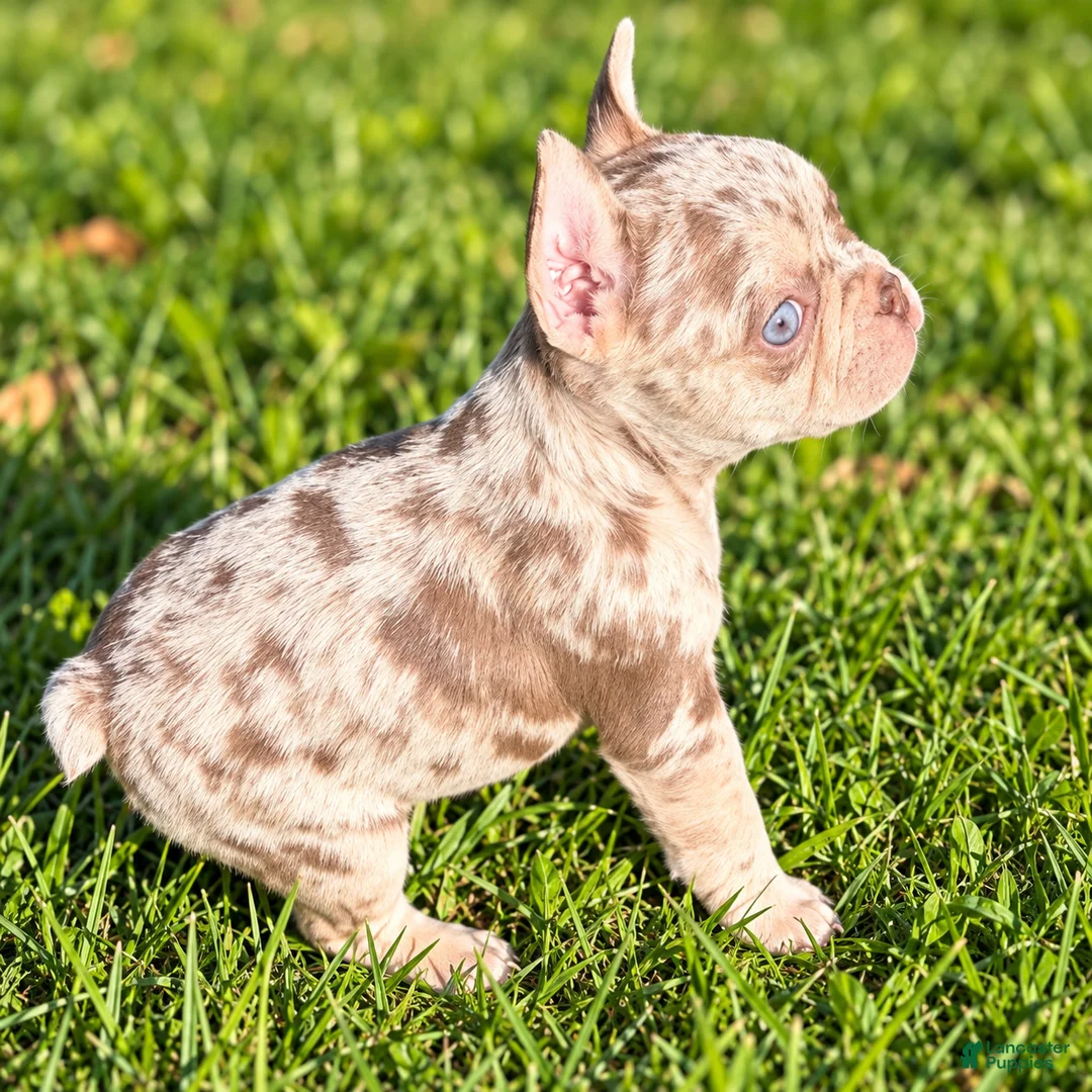 French Bulldog dogs for sale: Tonka - Ad 1