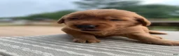 Golden Retriever dogs for sale: Aspen - Ad 3