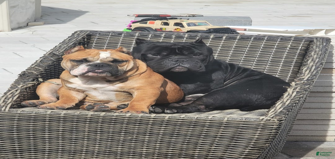 Gallery Image {{count}}