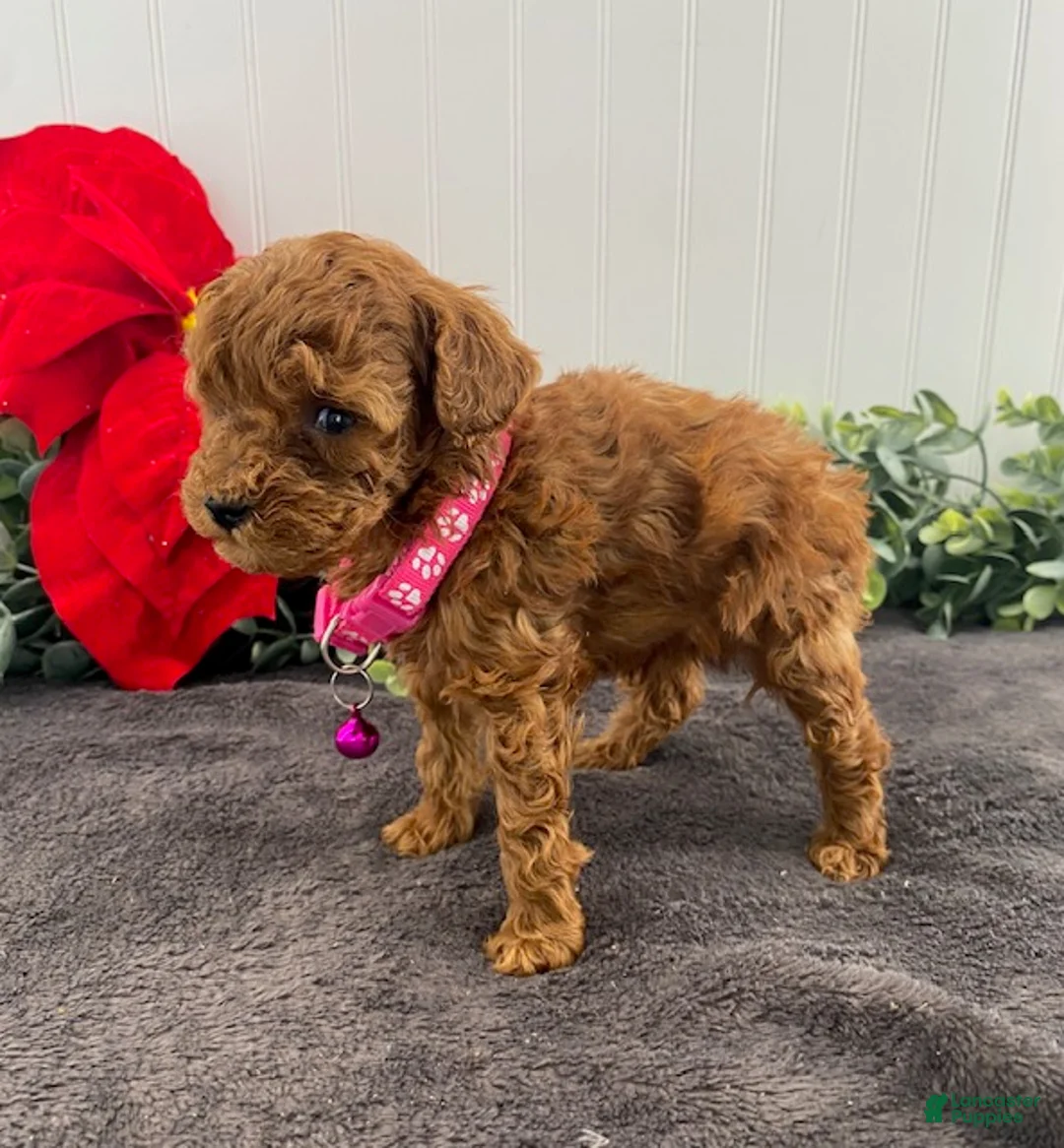 Toy Poodle dogs for sale: Joy-tiny - Ad 3