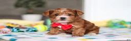 Yorkiepoo dogs for sale: Mason - Ad 3