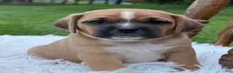 Puggle dogs for sale: Pixie - Ad 2