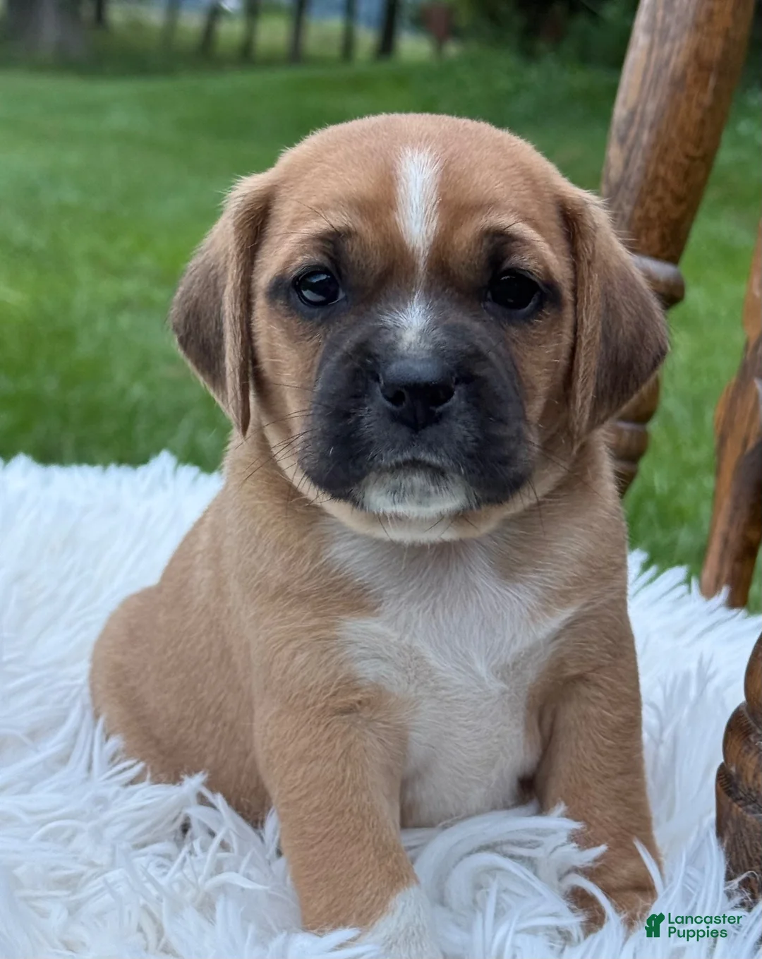 Puggle dogs for sale: Pixie - Ad 2