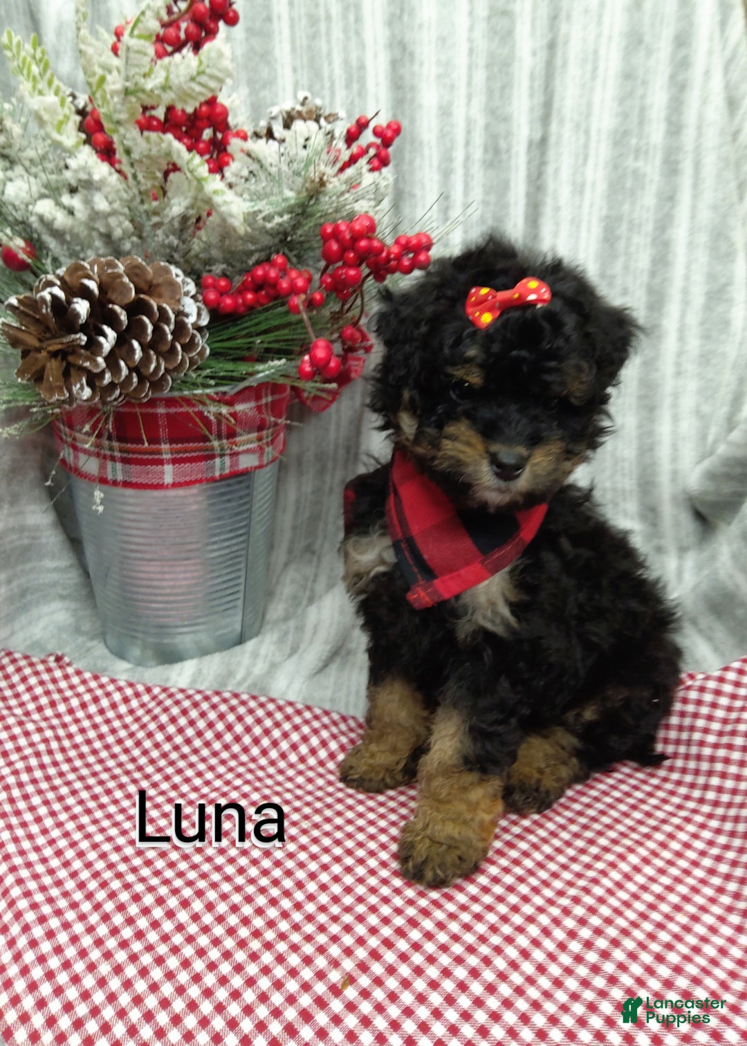 Mini Bernedoodle dogs for sale: Luna - Ad 5