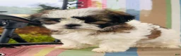 Malshi dogs for sale: Boy_2 - Ad 2