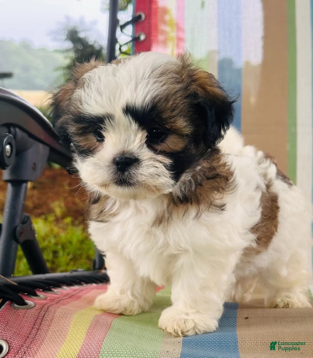 Malshi dogs for sale: Boy_2 - Ad 2