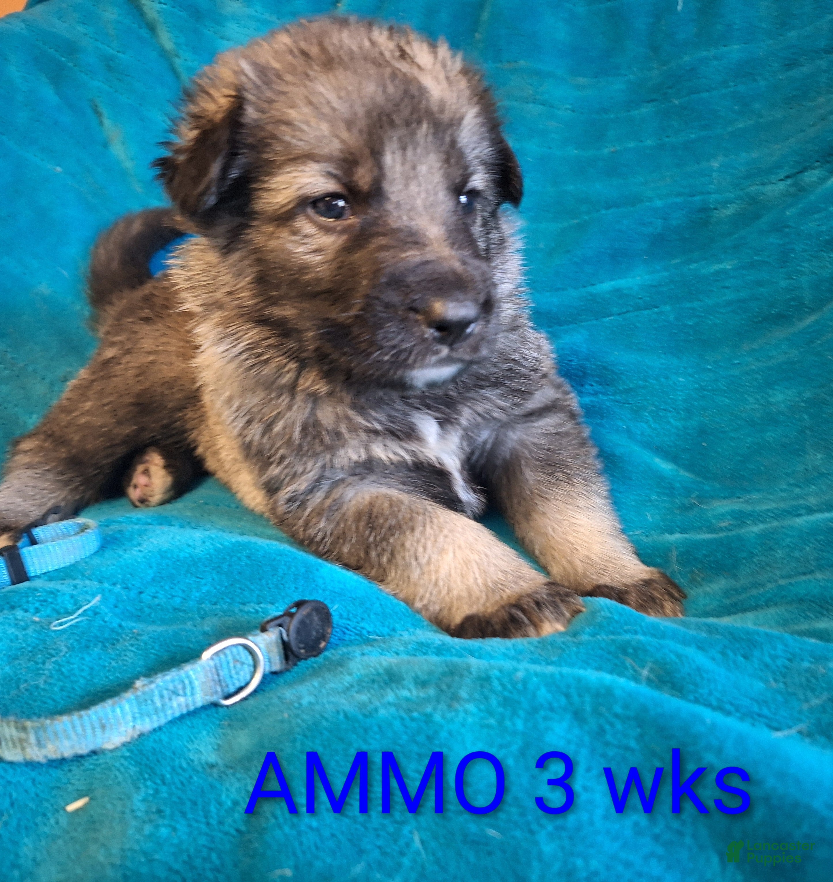 German Shepherd dogs AMMO Silver sable male pup! - Ad 2