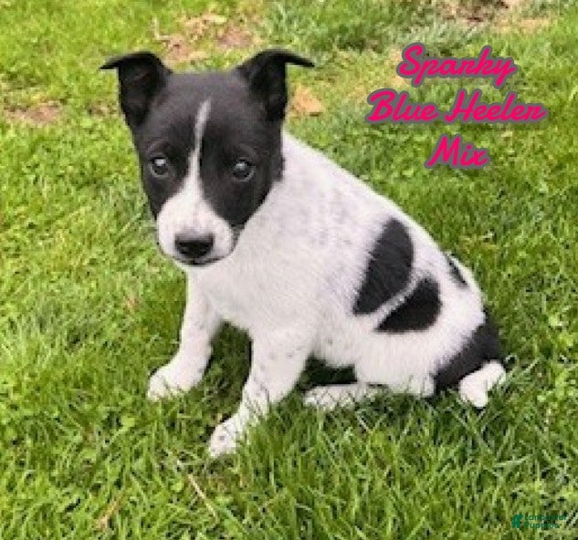 Mixed Breed dogs Sparky - Ad 1