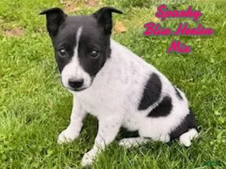 Mixed Breed dogs for sale: Sparky - Ad 1