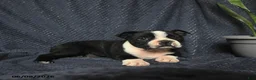 Boston Terrier dogs for sale: Sebastian - Ad 4