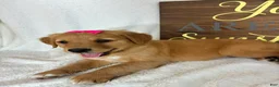 Golden Retriever dogs for sale: Gracie - Ad 4