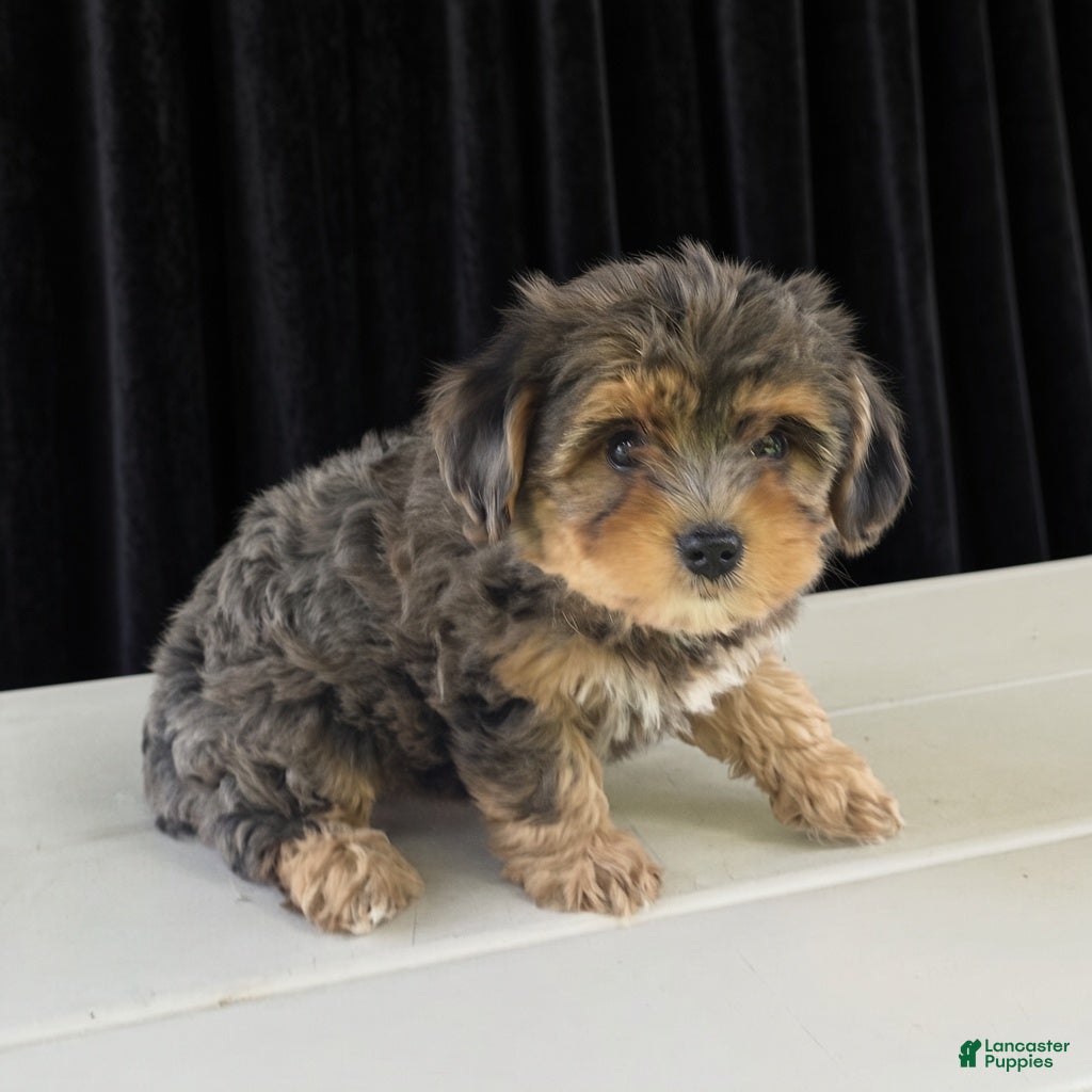 Yorkiepoo dogs Harrison - Ad 2