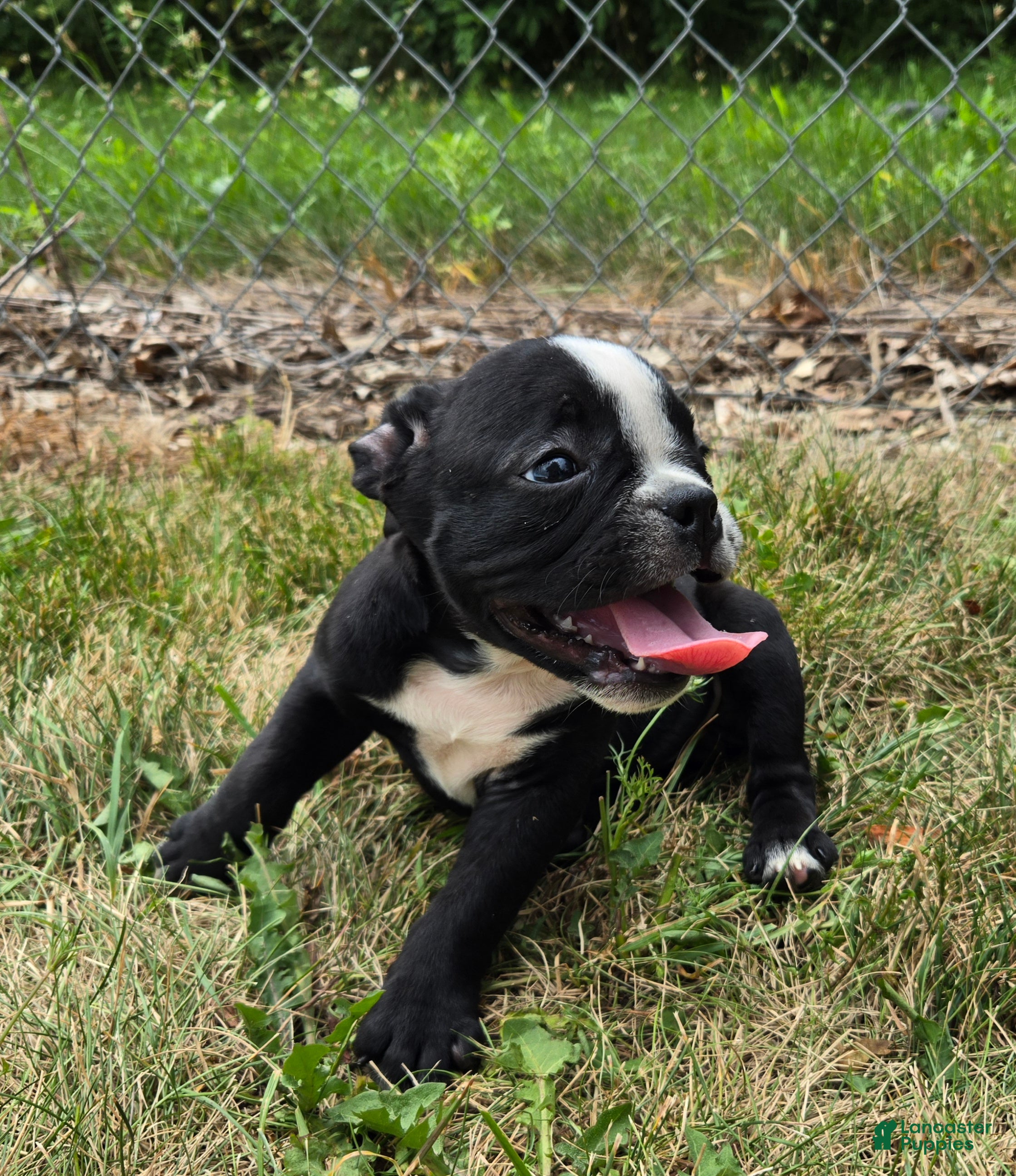 Olde English Bulldogge dogs Jessie - Ad 2