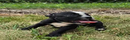 Olde English Bulldogge dogs for sale: Jessie - Ad 3