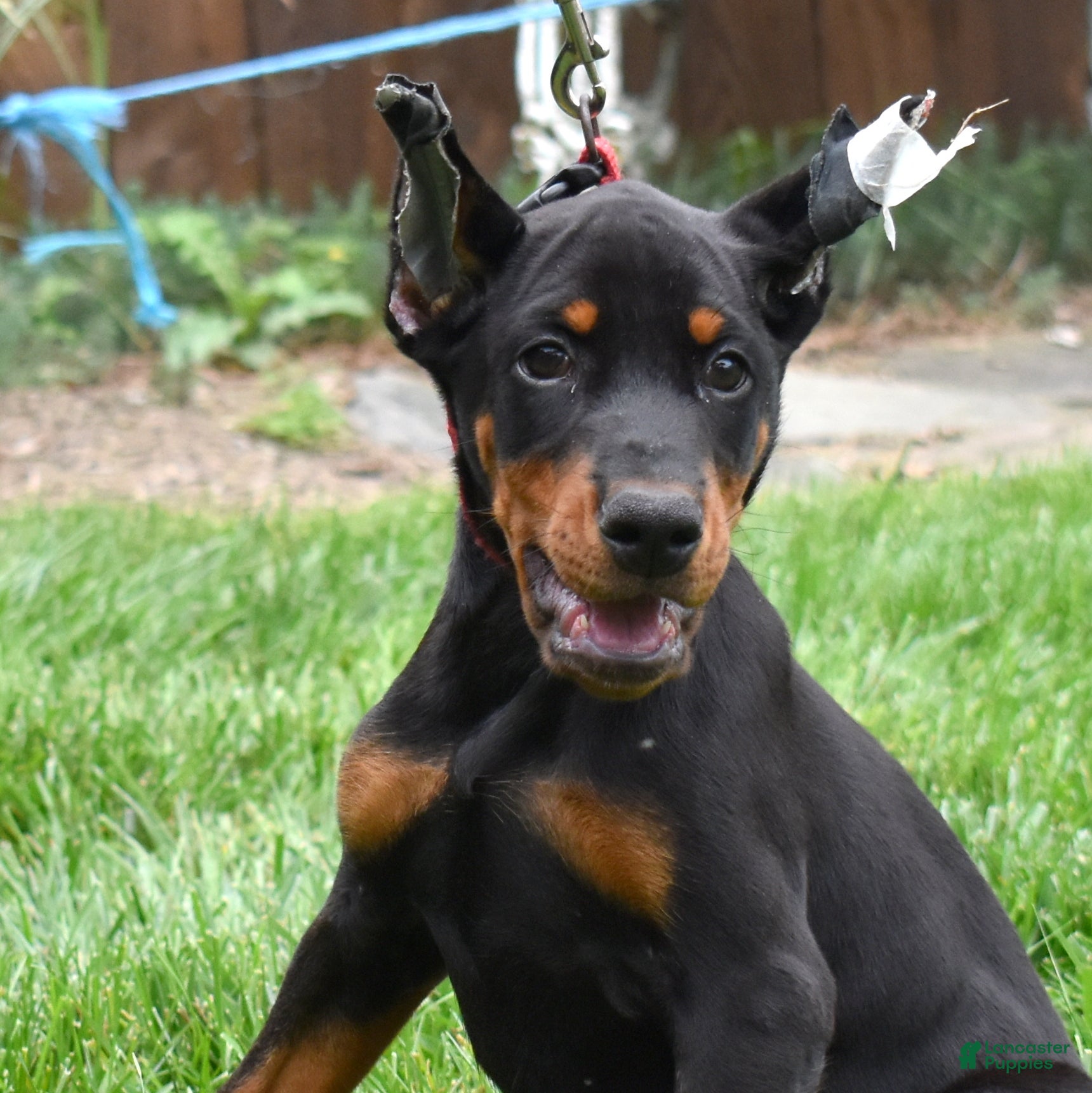 Doberman Pinscher dogs Echo - Ad 1