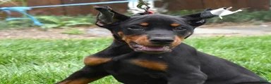 Echo
