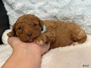 Toy Poodle dogs Tucker - Ad 40