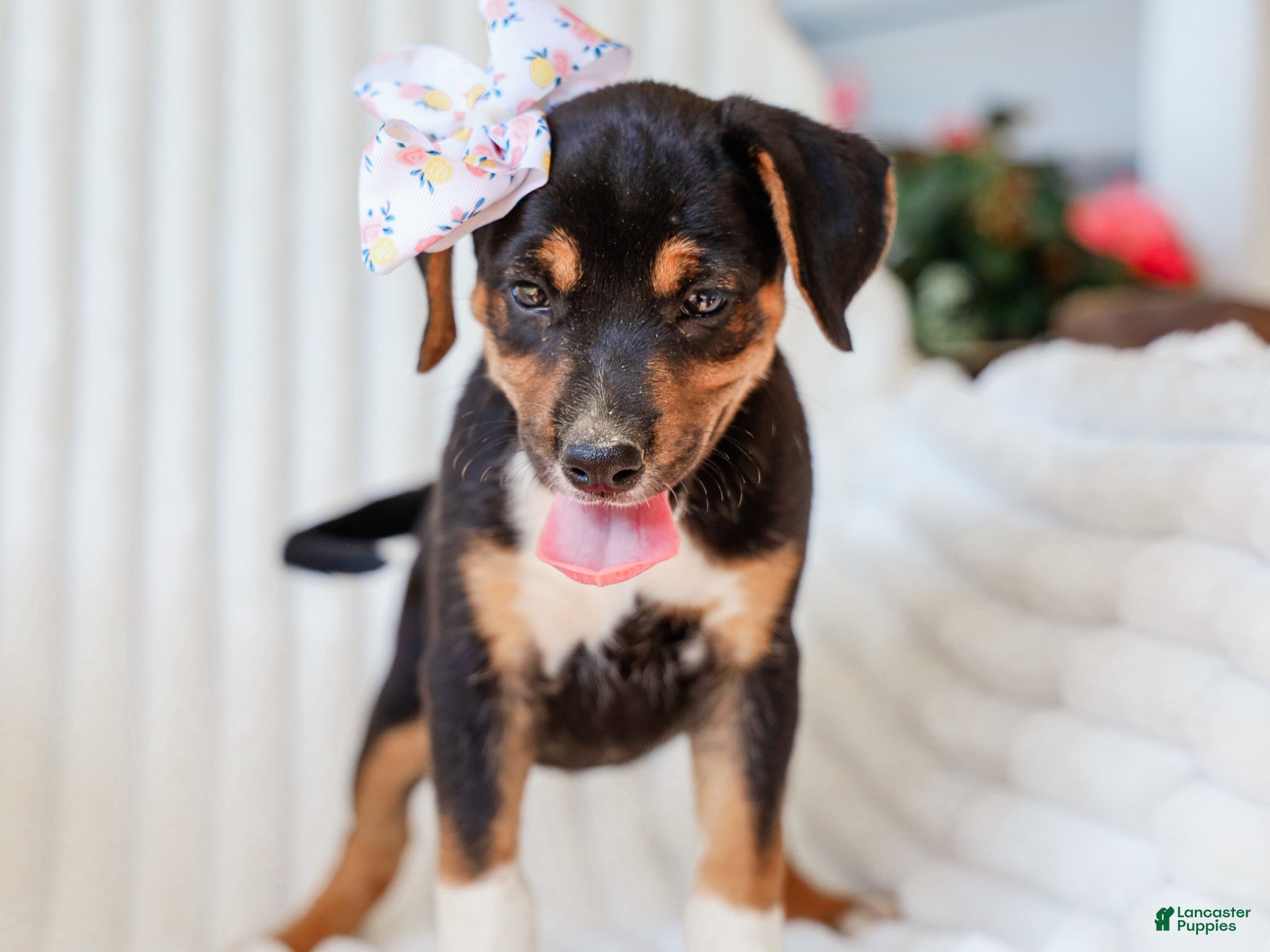 Mixed Breed dogs Annabelle Beagle Mix Pup - Ad 1