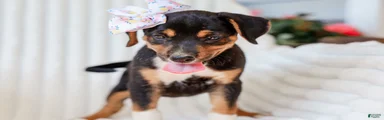 Annabelle Beagle Mix Pup