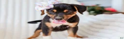Mixed Breed dogs for sale: Annabelle Beagle Mix Pup - Ad 1