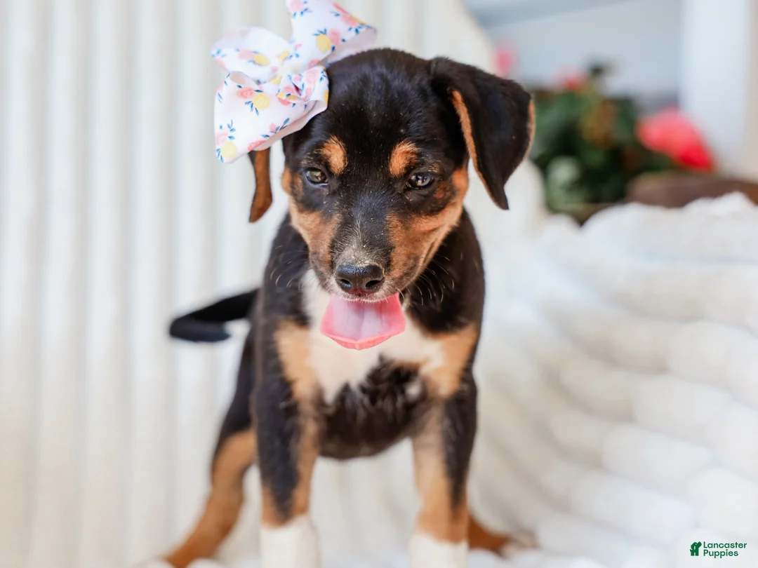 Mixed Breed dogs for sale: Annabelle Beagle Mix Pup - Ad 1