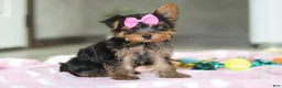 Yorkshire Terrier dogs for sale: Bella - Ad 5