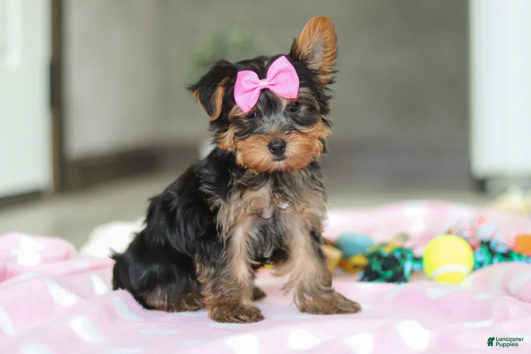 Yorkshire Terrier dogs for sale: Bella - Ad 5