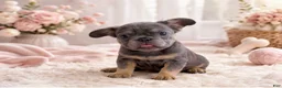 French Bulldog dogs for sale: French Bulldog Puppy 6 - Ad 7
