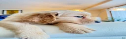 Golden Retriever dogs for sale: moly - Ad 4