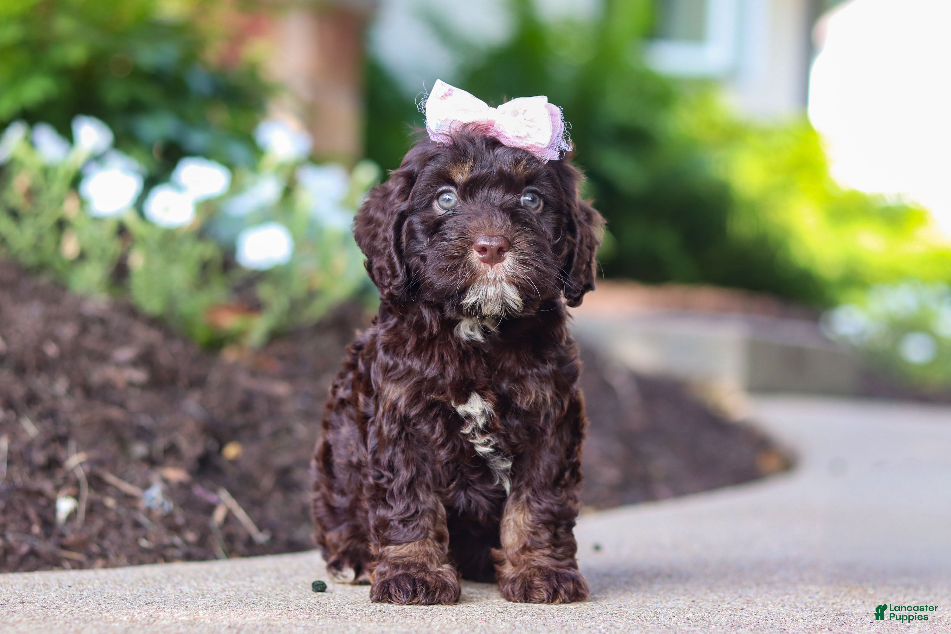 Cockapoo dogs Faye - Ad 2