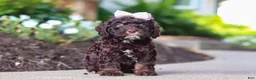 Cockapoo dogs for sale: Faye - Ad 2