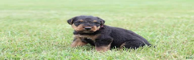 AKC Xavier 