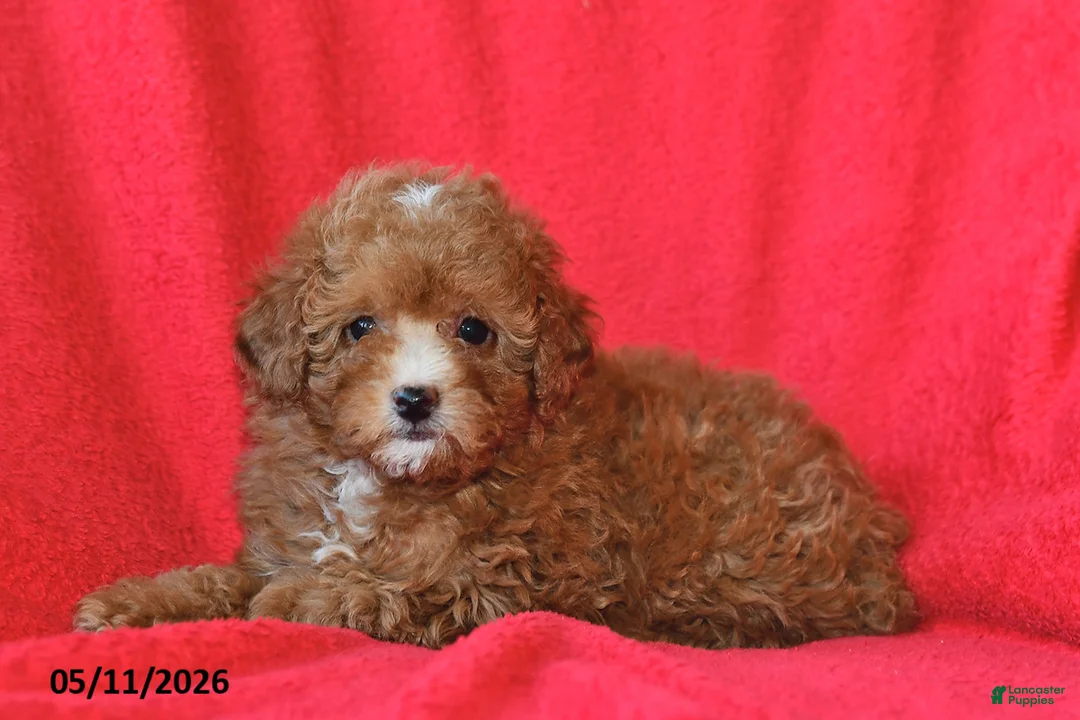 Toy Poodle dogs for sale: Rosie - Ad 2