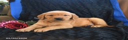 Golden Retriever dogs for sale: Jamie - Ad 2